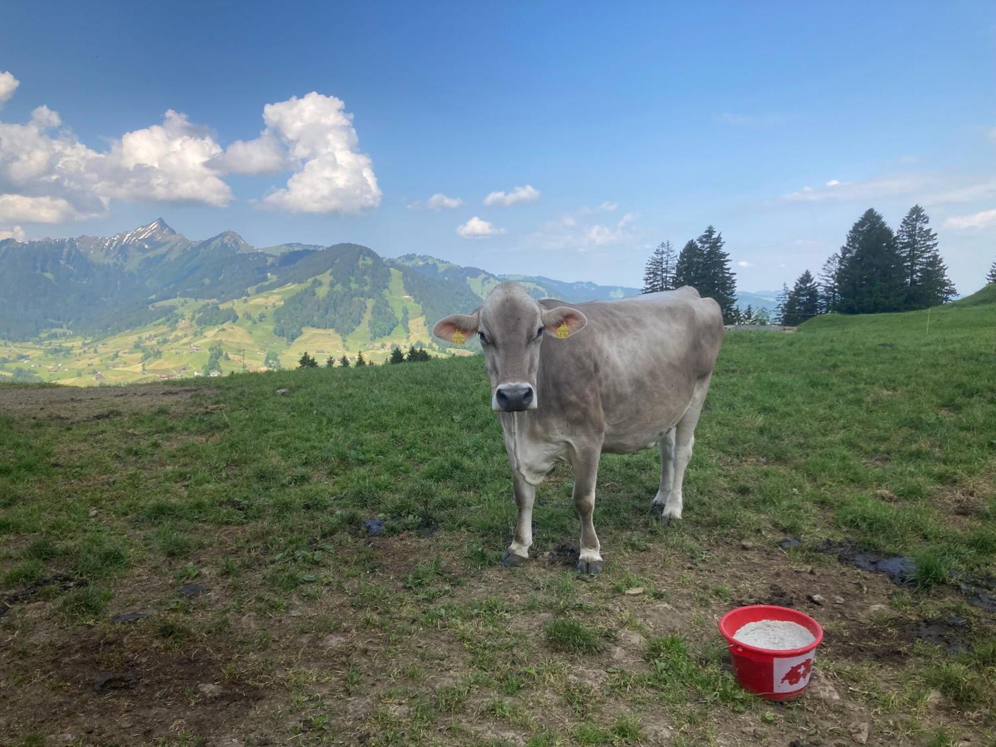 Wies * Stein (Appenzell Ausserrhoden)